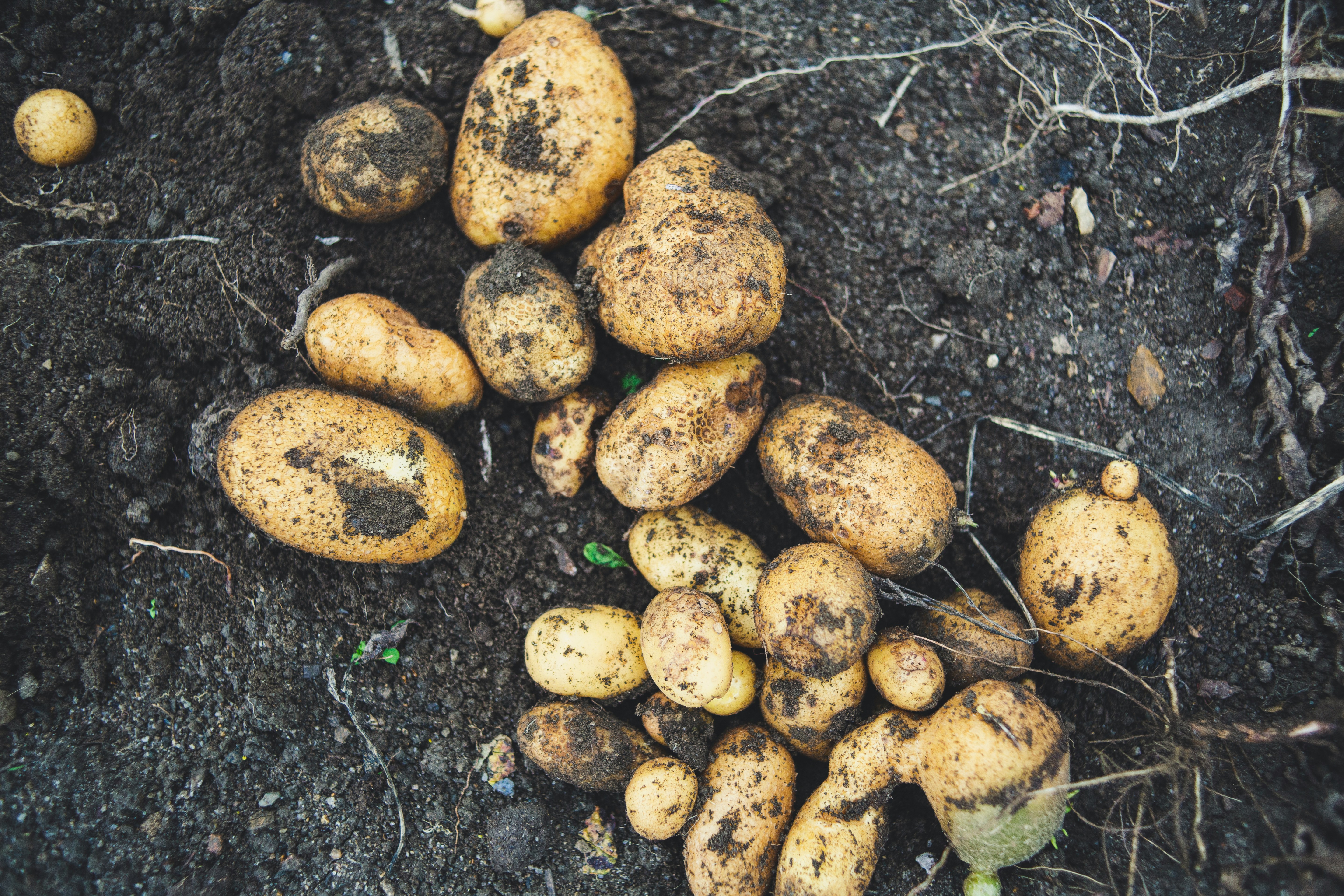 Harvest support and post-harvest handling services